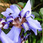 Walking Iris