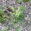 Sedge