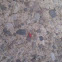 Red Spider Mite