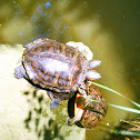 Painted Turtle