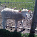 Sheep
