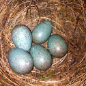 Blackbird eggs
