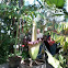 Titan arum