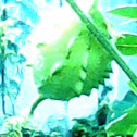 Wild Bitter Gourd