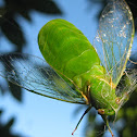 Large Bottle Cicada (in spider's web)