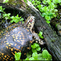 Eastern box turtle