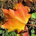 Maple Leaf