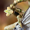 Mantis with Prey