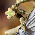 Mantis with Prey