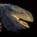 Eastern Bearded Dragon