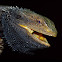 Eastern Bearded Dragon