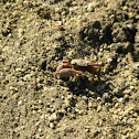 Tou-La-Lou or Fiddler Crab