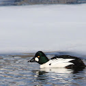 Common Goldeneye