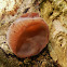 Jew's Ear Fungi