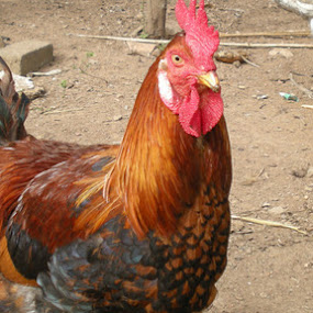 Galo by Anderson Soares - Pets Other