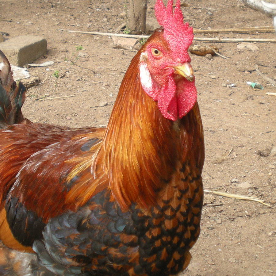 Galo by Anderson Soares - Pets Other