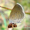 Pale grass blue betterfly