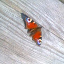 European Peacock (Tagpfauenauge)