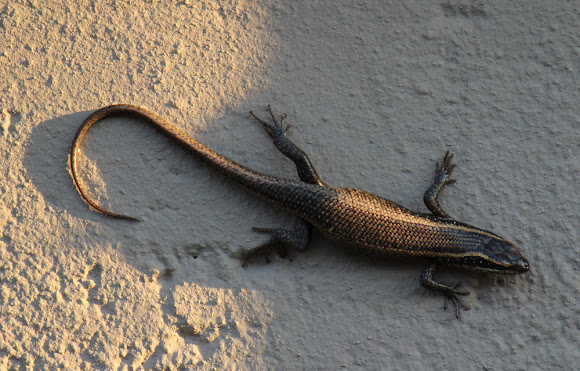 Spotting Image 1