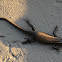 Striped skink