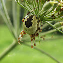Marbled Orb Weaver