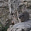 Yellow Spotted Rock Hyrax