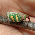 Planthopper
