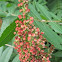 Smooth Sumac