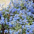 BLUE FLOWERS