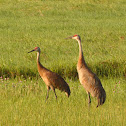 Sandhill Crane