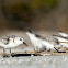 Sanderlings