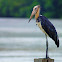 Lesser Adjutant