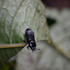 Escarabajo