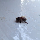 Honey Bee