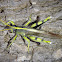 Grasshopper