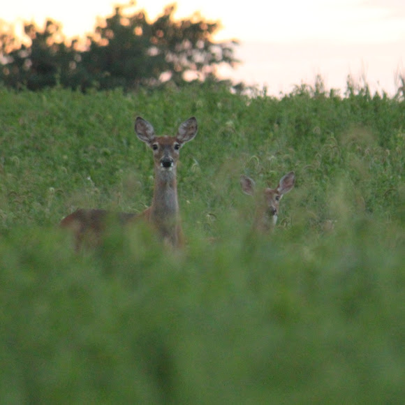 Spotting Image 1