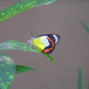 Red-banded Jezabel