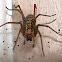 tegenaria