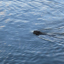 Common Beaver