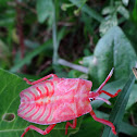 Giant Shield Bug Nymph