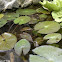 water lily