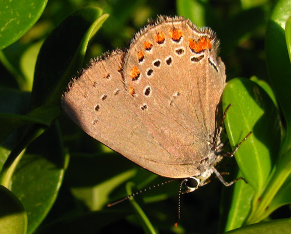 Spotting Image 1