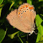 Coral Hairstreak