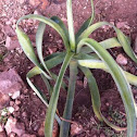 Agave