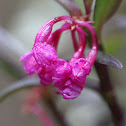 orchid