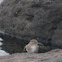 Common Sandpiper