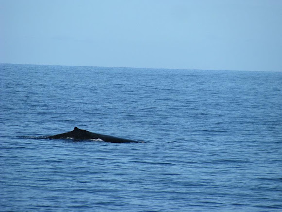 Spotting Image 1