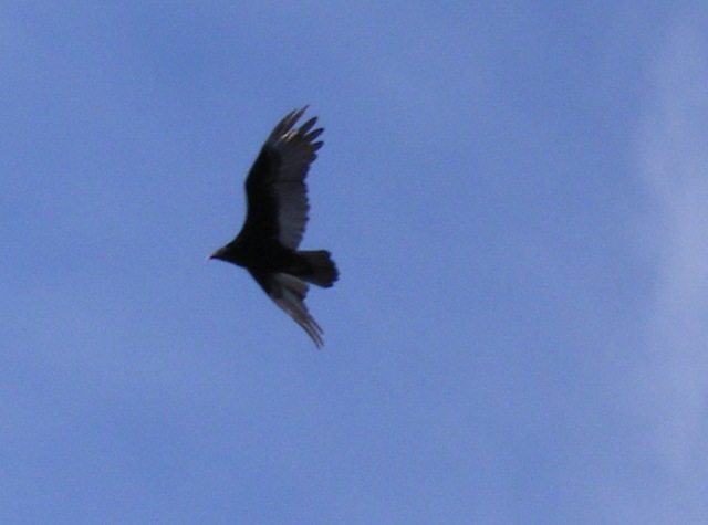 [Strange bird_edited[5].jpg]