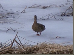 Duck walk2_edited