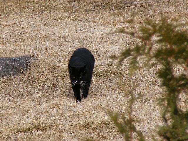 [Panther cat_edited[3].jpg]